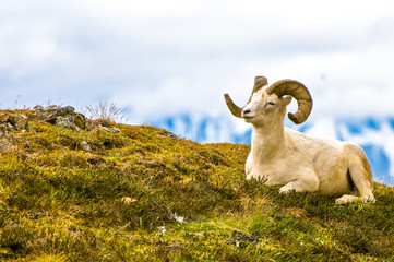 Pecora di Dall, Dall Sheep, thintorn sheep, ovis dalli