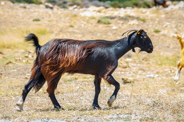 Fototapeta na wymiar Domestic goat on Crete Island, Greece