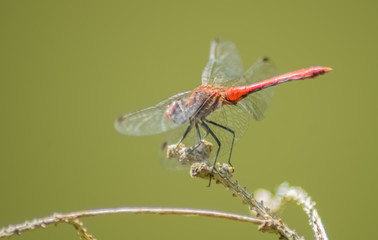 Rote Libelle
