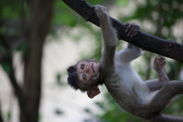 可愛いサル