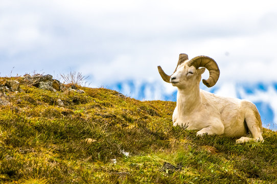 Pecora di Dall, Dall Sheep, thintorn sheep, ovis dalli