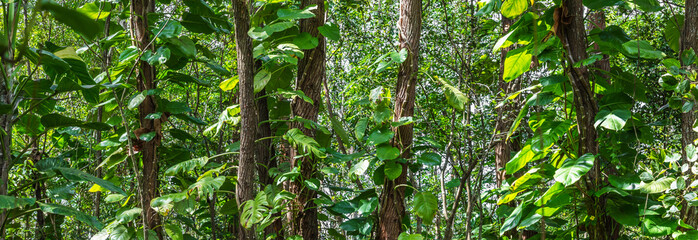 Fundo verde com plantas.