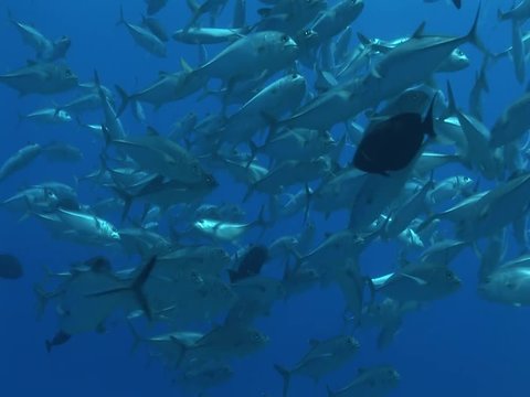 school of big eye jackfish