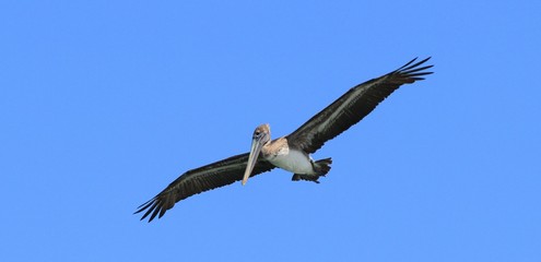 Pelican Hunting for Lunch