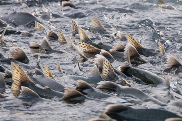 Salmoni che risalgono un fiume in Alaska