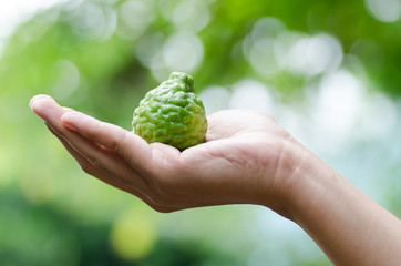 Bergamot fruit or Kaffir lime holding by hand.Thai herbal plant