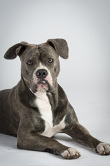 Hundeportraots-Bulldog-Kopf-schwarz-weiß