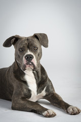 Hundeportraots-Bulldog-Kopf-schwarz-weiß