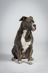 Hundeportraots-Bulldog-Kopf-schwarz-weiß