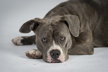 Hundeportraots-Bulldog-Kopf-schwarz-weiß