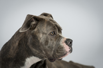 Obraz premium Hundeportraots-Bulldog-Kopf-schwarz-weiß
