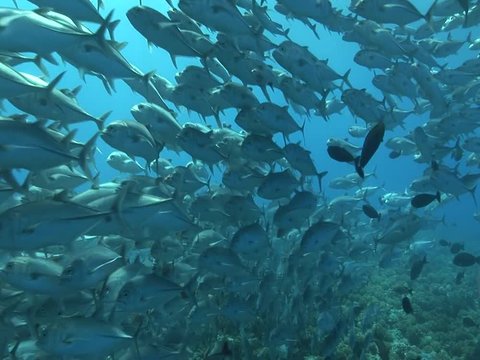 school of big eye jackfish