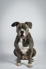 Obraz premium Bulldog sitzt erwartend und schaut in kamera