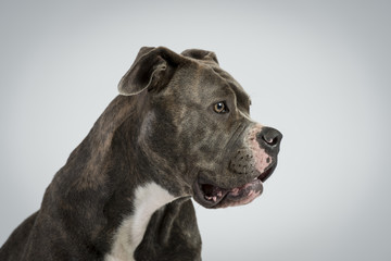 Hundeportraots-Bulldog-Kopf-schwarz-wei&szlig;