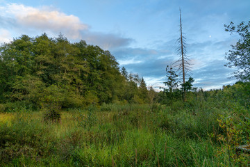 Along The McLane Nature Trail