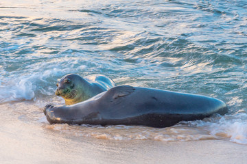 Monk Seals Playing