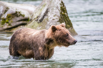 Fototapeta na wymiar orso grizzly in fiume in alaska