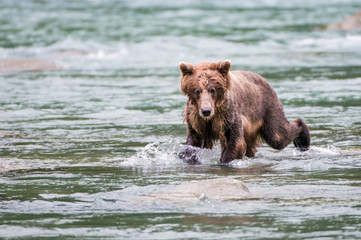 Obraz premium orso grizzly in fiume in alaska