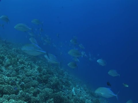 school of bluefin jackfish