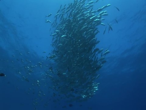 school of big eye jackfish