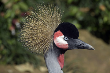 Close-up of black-crowned crane head