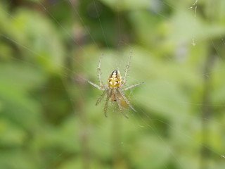 巣の中心に陣取るドヨウオニグモ(福島県)