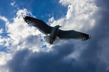The flight of seagulls in the cloudy sky