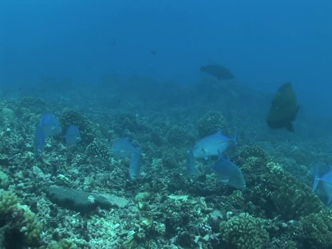 bluefin jackfish hunting
