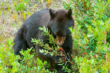 Naklejka premium Orso nero americano in foresta