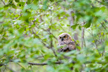 Long Eared Owl Juvenile