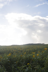 Beautiful sunflower