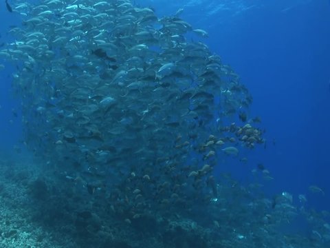 school of big eye jackfish
