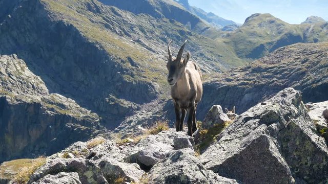 Alpine ibex looking at the camera on top of a peak on the Bergamo Alps, northern Italy.