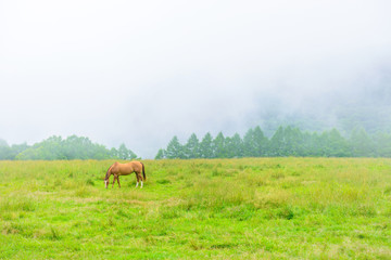 Fototapeta na wymiar 朝靄の放牧場。長野県の高原。立科町。