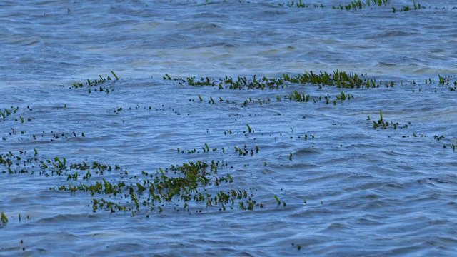 Seaweed in the water around the village Marmari in Greece