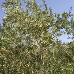 モロッコ　アイト・ベン・ハッドゥ　旅」