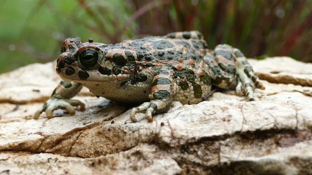 European green toad on a rock in Greece