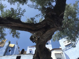 モロッコ　シャウエン　旅