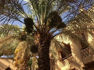 モロッコ　エルフード　旅