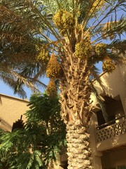 モロッコ　エルフード　旅