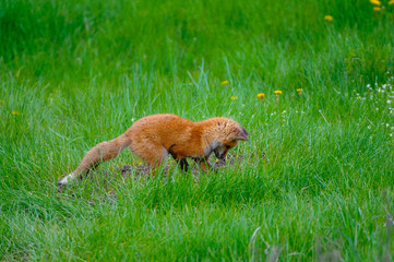 Volpe Volpi volpacchiotti piccoli cuccioli che si inseguono e giocano