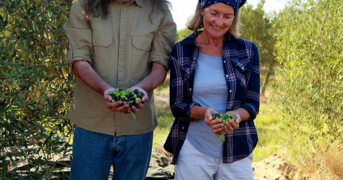 Happy couple holding harvested olives in hand 