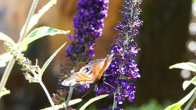 Peacock butterfly on a buddleja buzz in Arhus Denmark