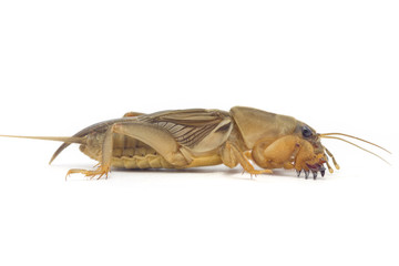 Mole cricket(Gryllotalpidae)
