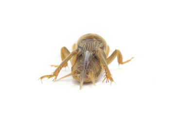 Mole cricket(Gryllotalpidae)
