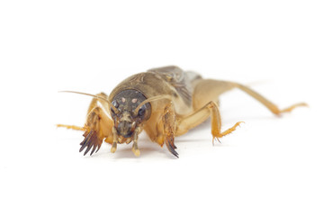 Mole cricket(Gryllotalpidae)
