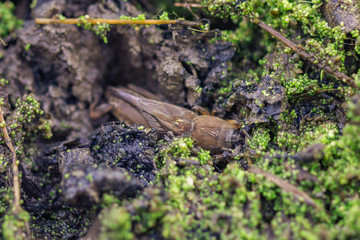 Mole cricket(Gryllotalpidae)
