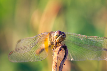dragonflies
