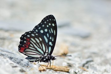 Butterfly from the Taiwan (Hestina assimilis formosana) Red spotted butterfly 