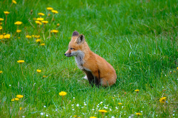 Volpe Volpi volpacchiotti piccoli cuccioli che si inseguono e giocano